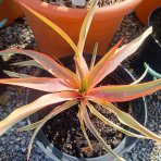Juka nádherná (Yucca gloriosa) ´CITRUS TWIST´® - výška 10 cm ⌀15-25 cm, kont. C2L (-20°C)